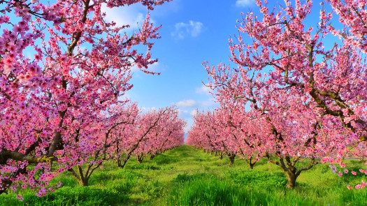 Fresno CPA Firm for Sale