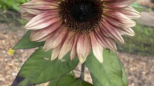 Half Moon Bay-Integrative Family Health Practice