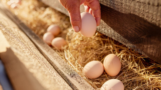 Poultry and Egg Production Business