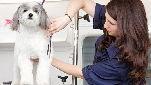 Mobile Pet Grooming & Spa, serving Kern County