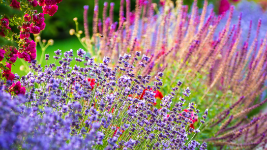 Landscape Design/Build and Snow Removal Business