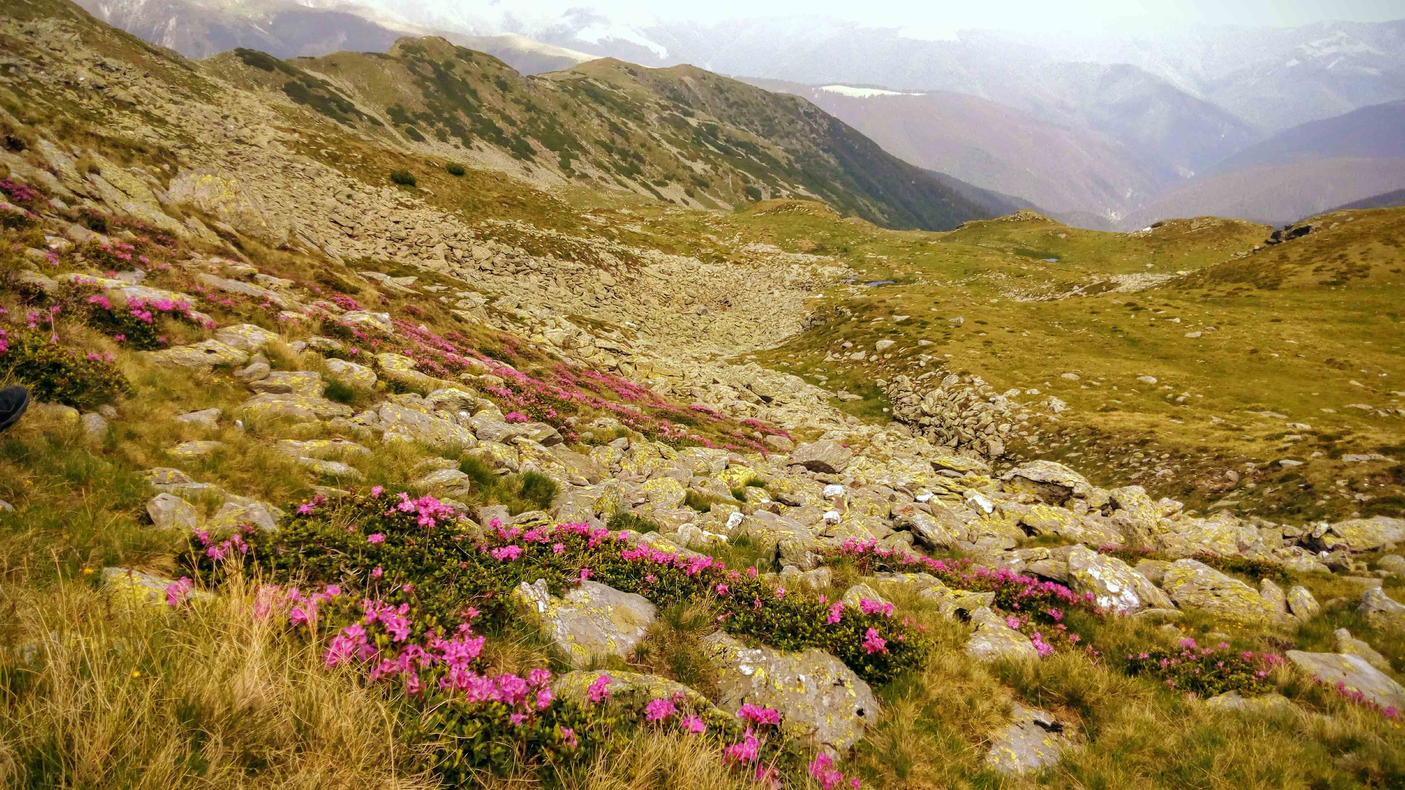 Rhododendron in Muntii Iezer- Papusa si Valea Jepilor vazuta de sub Varful Iezerul Mare