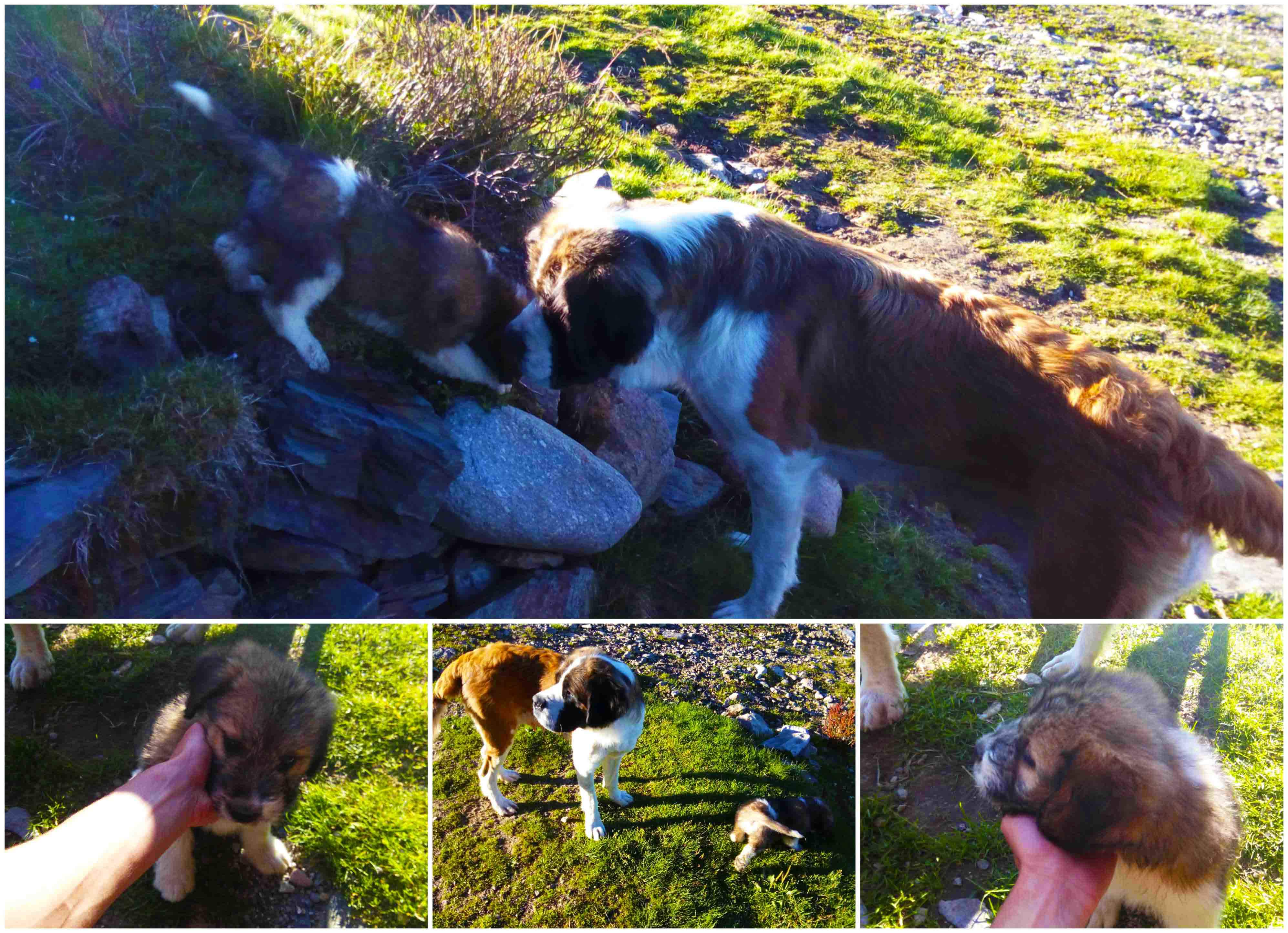 ciobanescul meu preferat