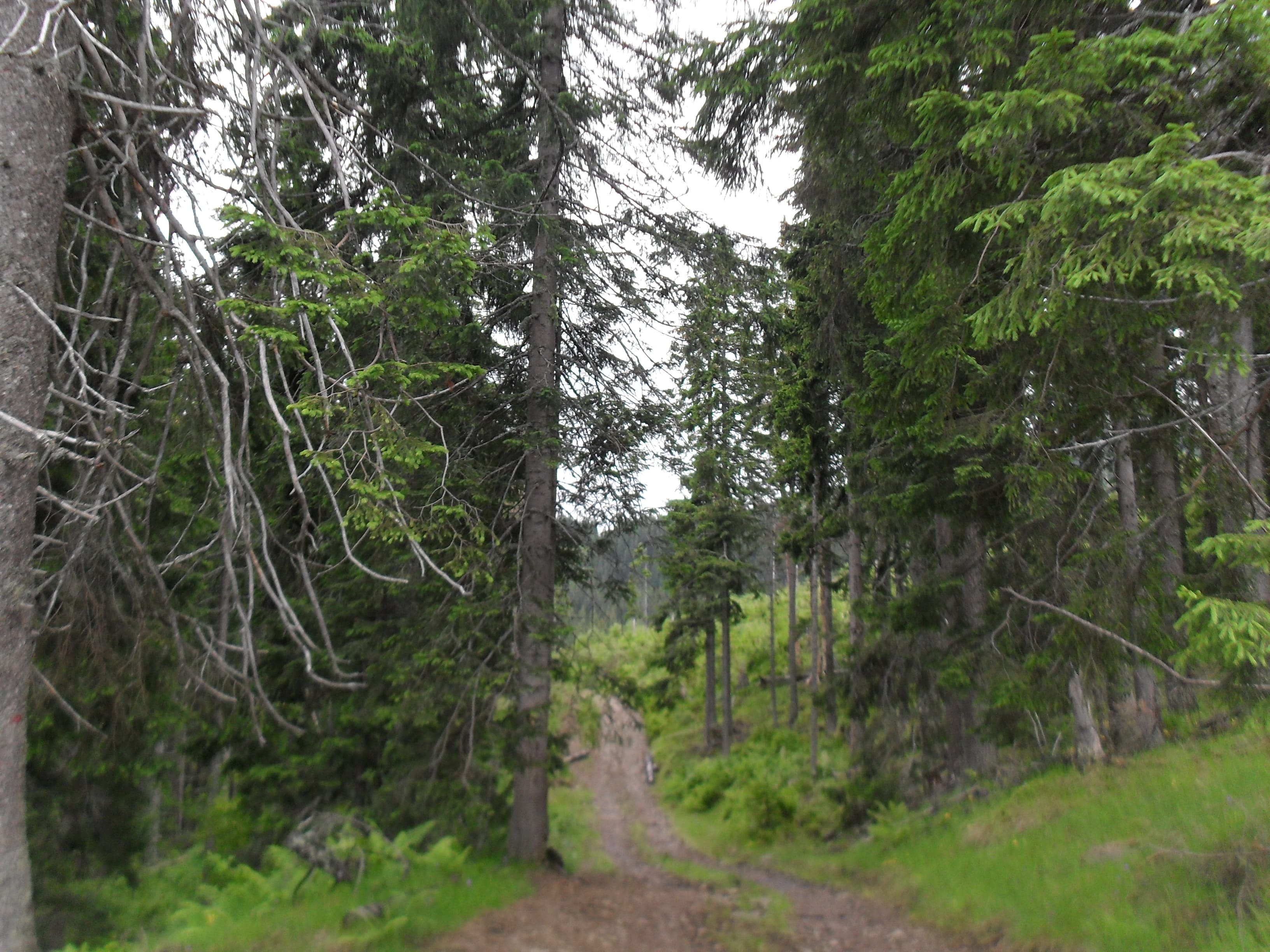 Prin padure in Muntii Capatanii