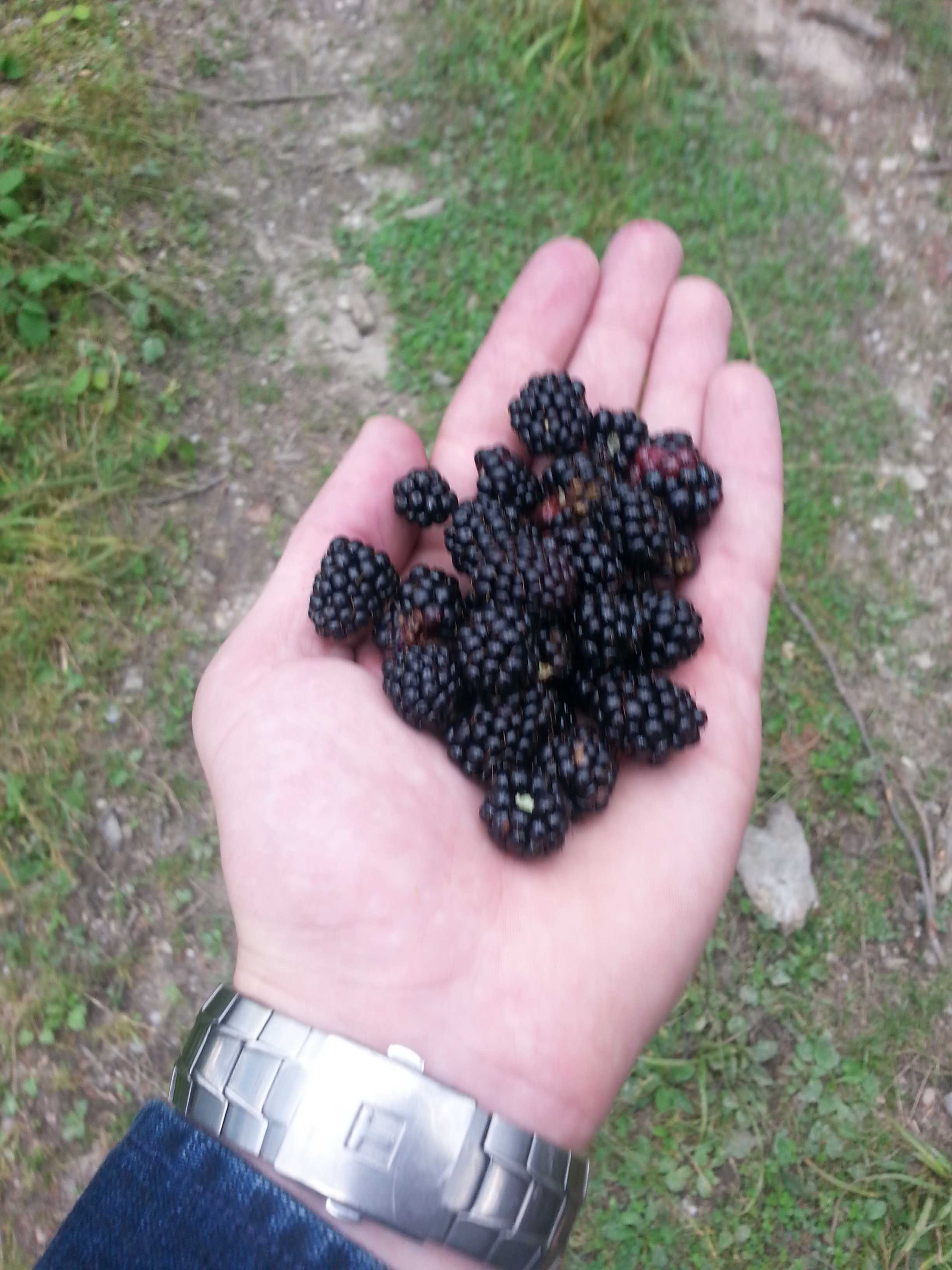 zmeura-neagra-predeal-cabana-trei-brazi-poiana-secuilor