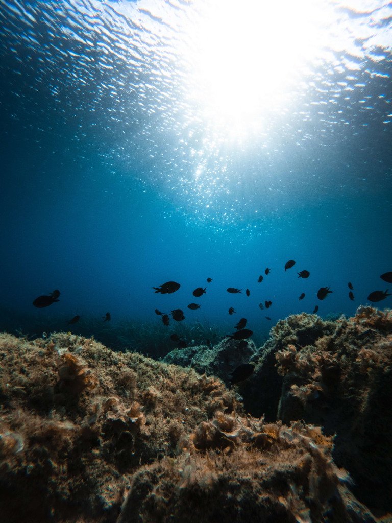 Unterwasserleben underwater life