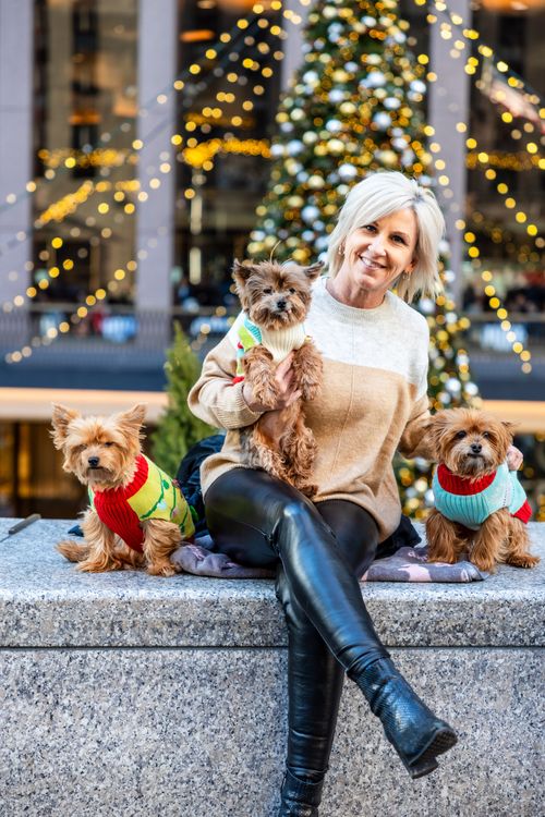 yorkshire terrier old puppies with Christmas tree 