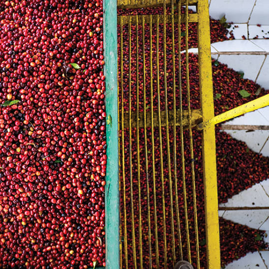 Bag of whole bean Panama Finca Santa Teresa Zorro Gesha coffee, roasted by Blue Bottle Coffee