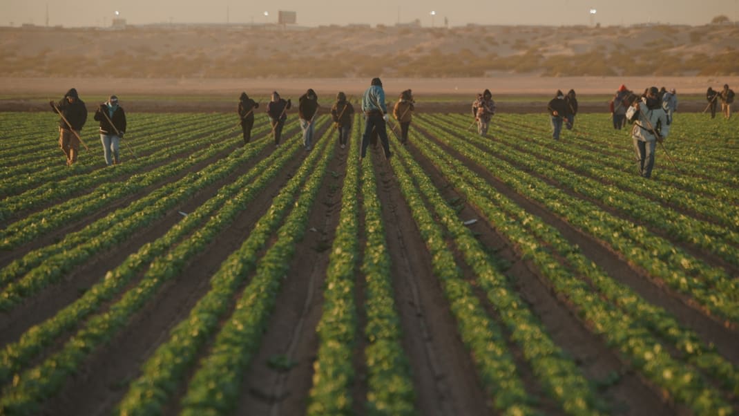 lettuce fields in san luis arizona