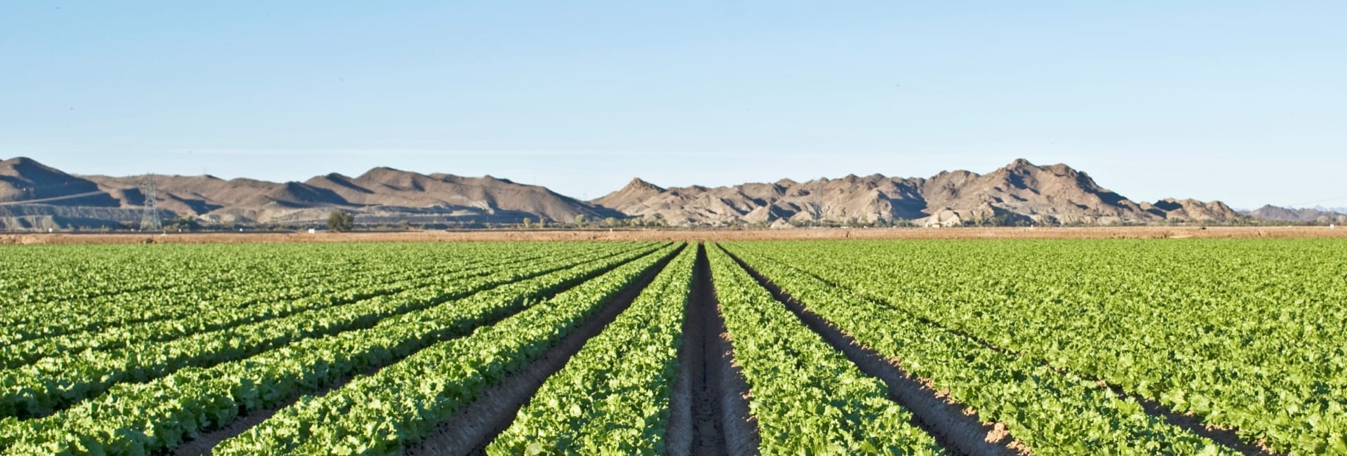 Green crop rows in an Arizona field with mountains in the background under a blue sky, representing agriculture and seed trade