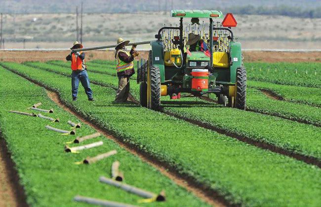 Workers installing sprinklers for irrigation on a local farm field