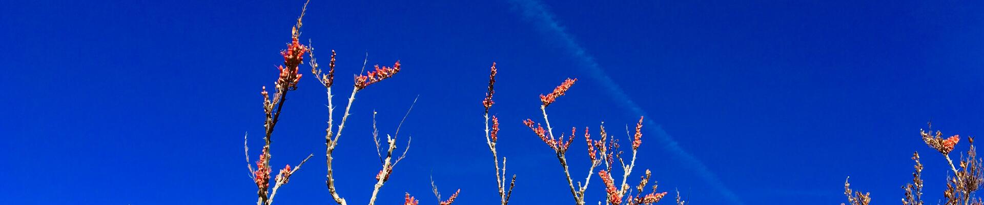 Desert Ocotillo