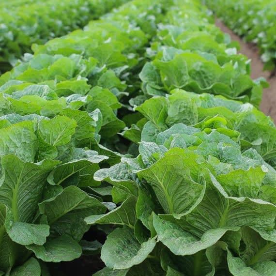 Fresh produce rescued from local growers