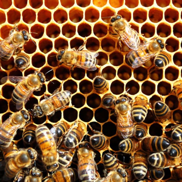 Minimum Viable Theology: Superorganisms