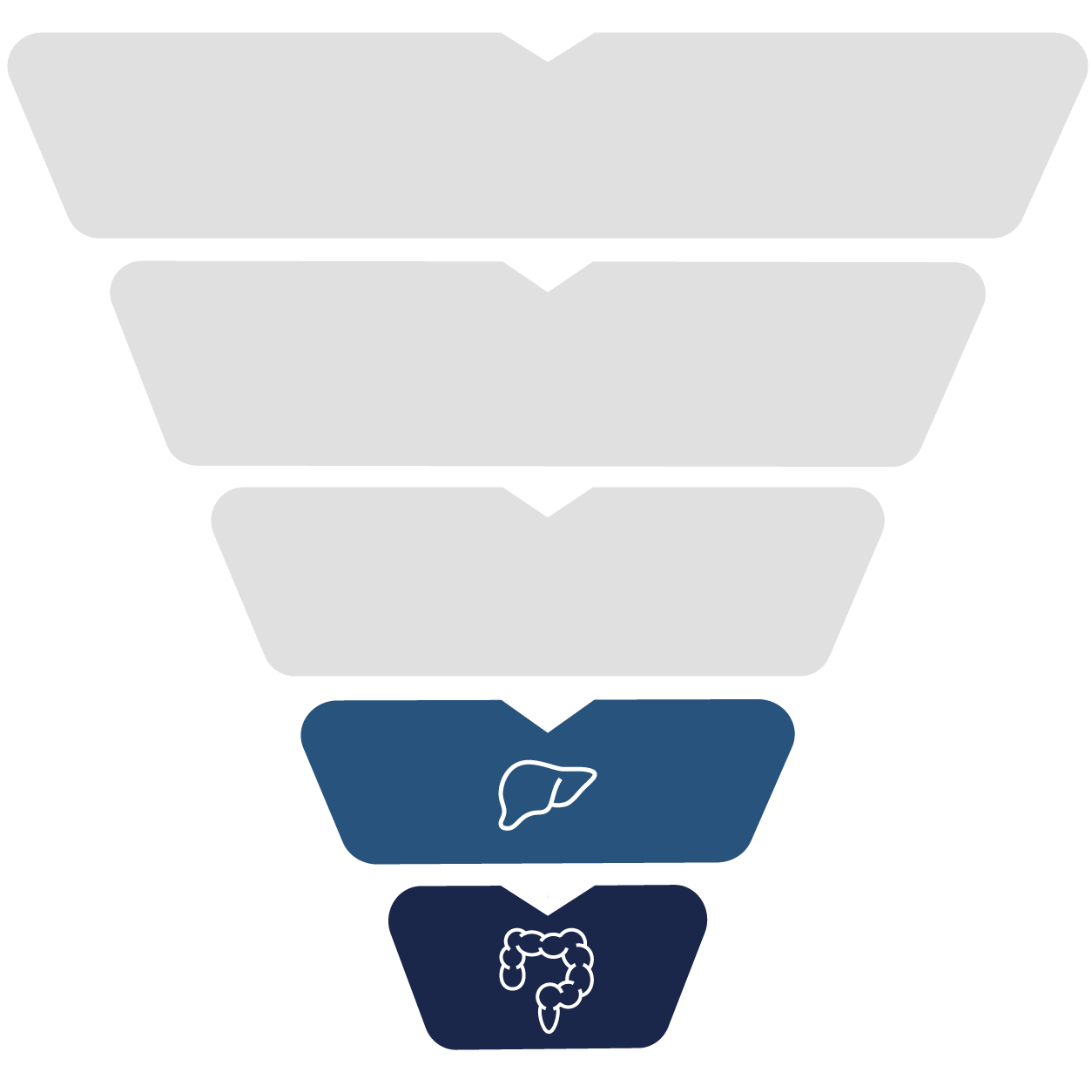 Liver and colon drainage pathways