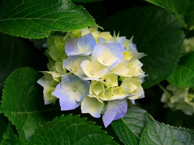 Hydrangeas(1).jpg