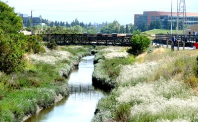 shoreline_ped._bridge.jpg