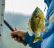 bluegill on hook