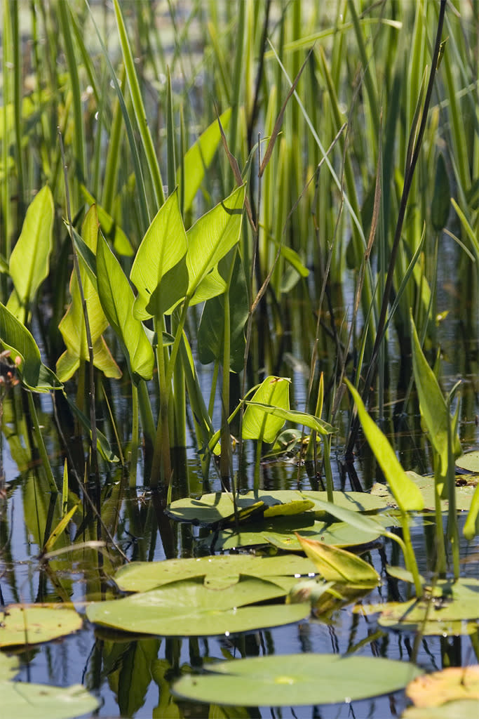 Vegetation