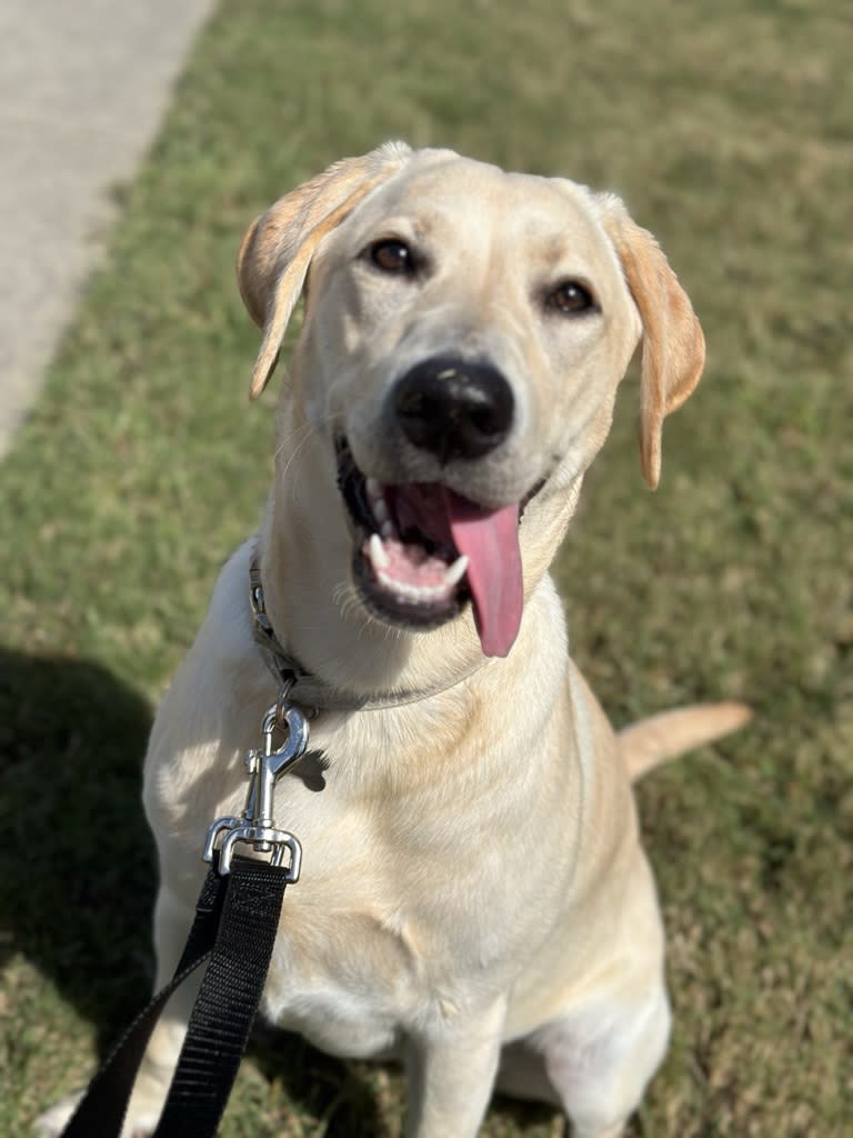 Right Dog Boarding Facility Near the Airport: Stress-Free Travel