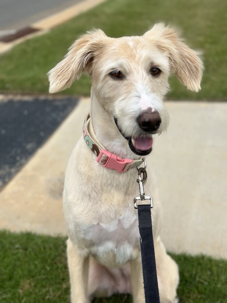 Right Dog Boarding Facility Near the Airport