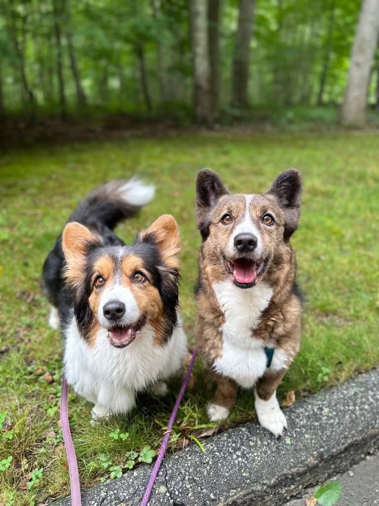 Old Lyme Dog Walking