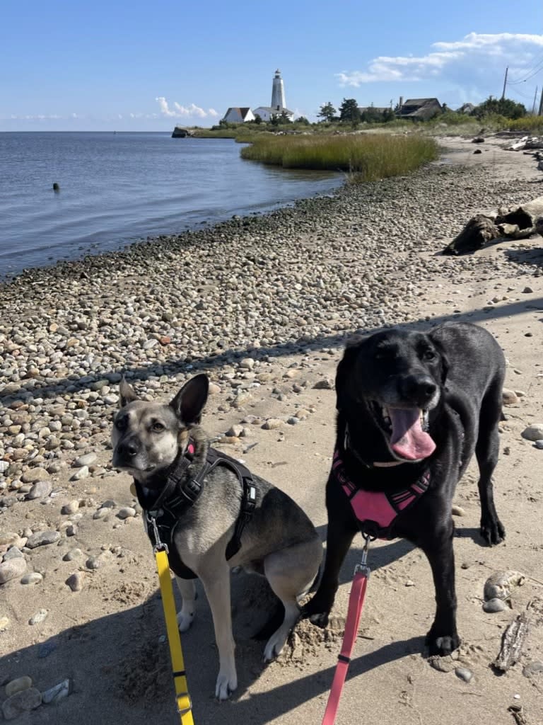 Dog Walking Old Saybrook, Essex, Westbrook, Clinton, Deep River, Chester, Old Lyme, East Lyme, Waterford, Groton, New London