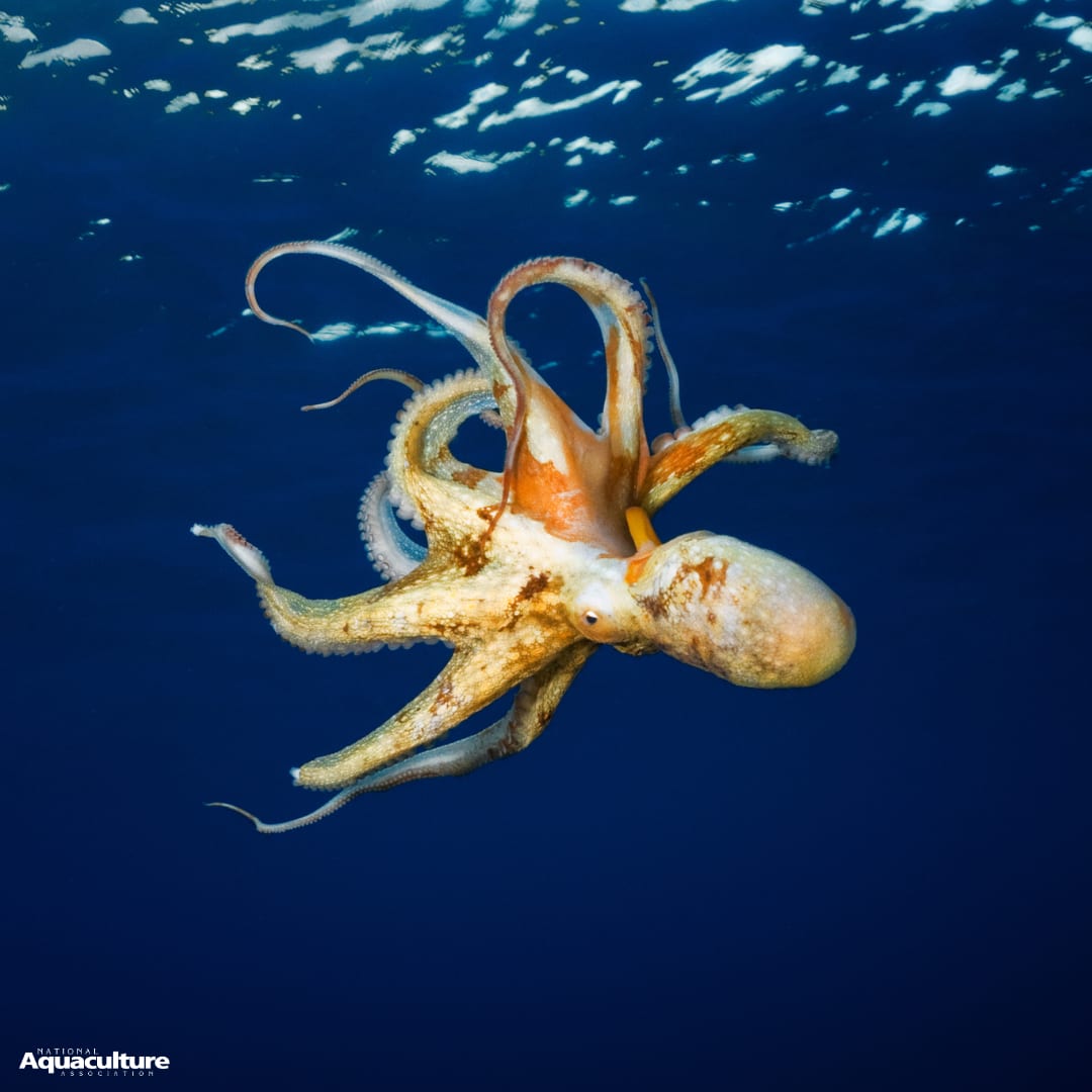 octopus