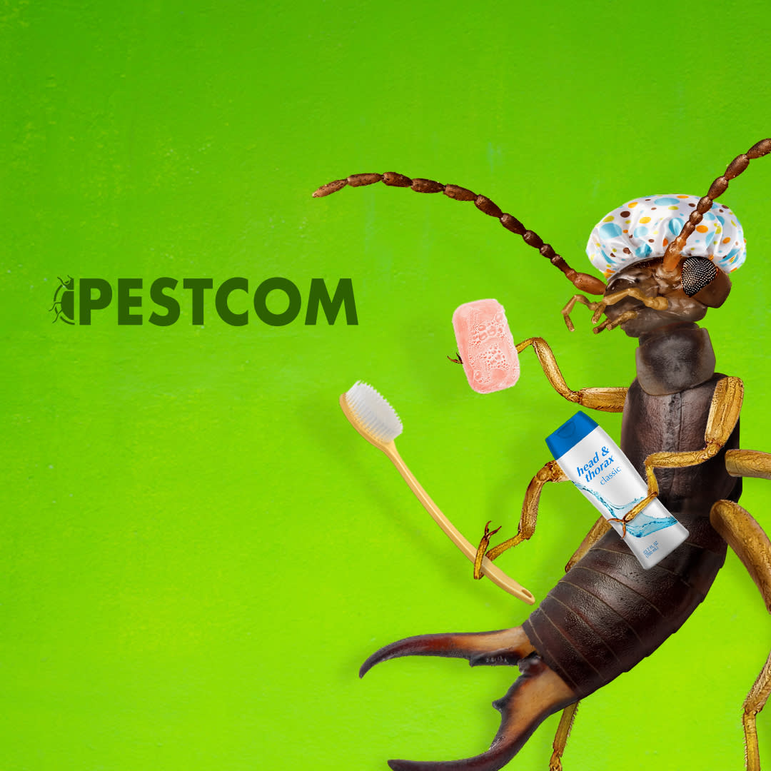 $75 Initial Pest Service