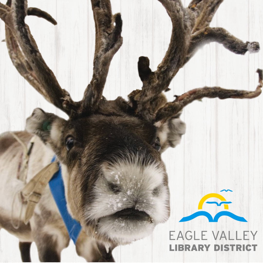 Up close picture of a reindeer with the Eagle Valley Library District logo in the bottom right corner.