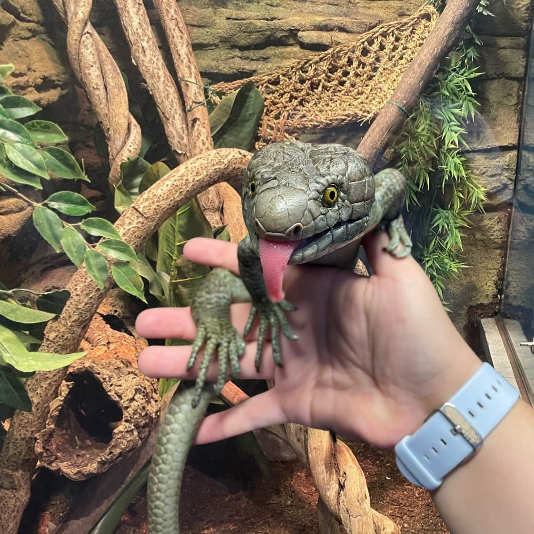 Blue the skink at Mystic Aquarium being held by a hand