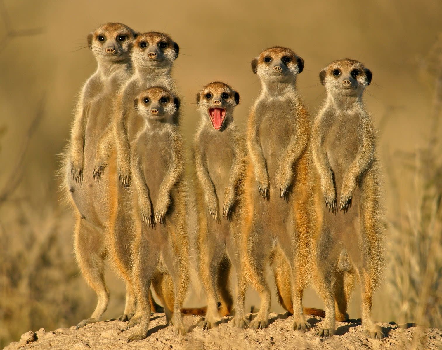 The Quorum