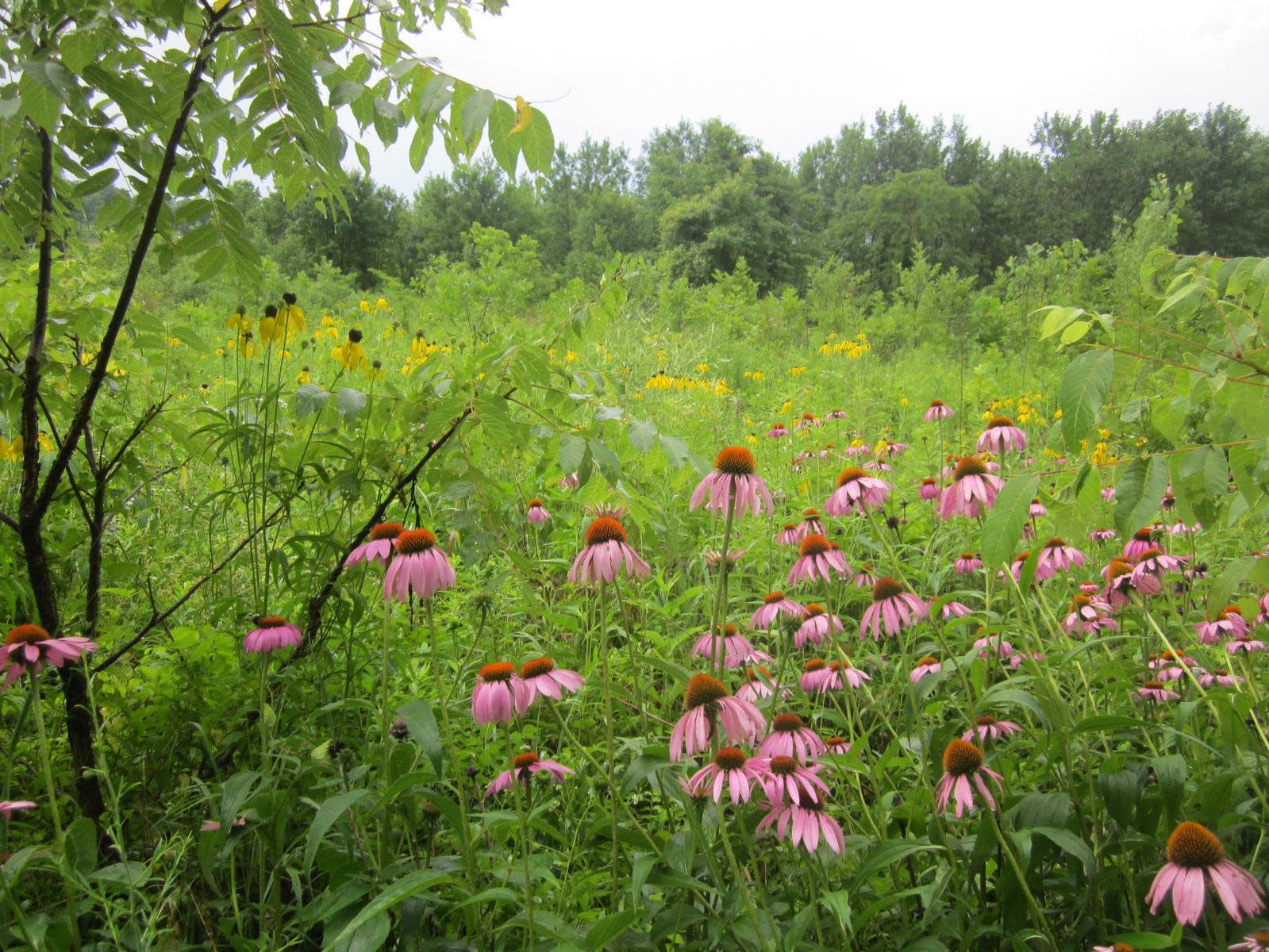 Restored Young Riparian Forest