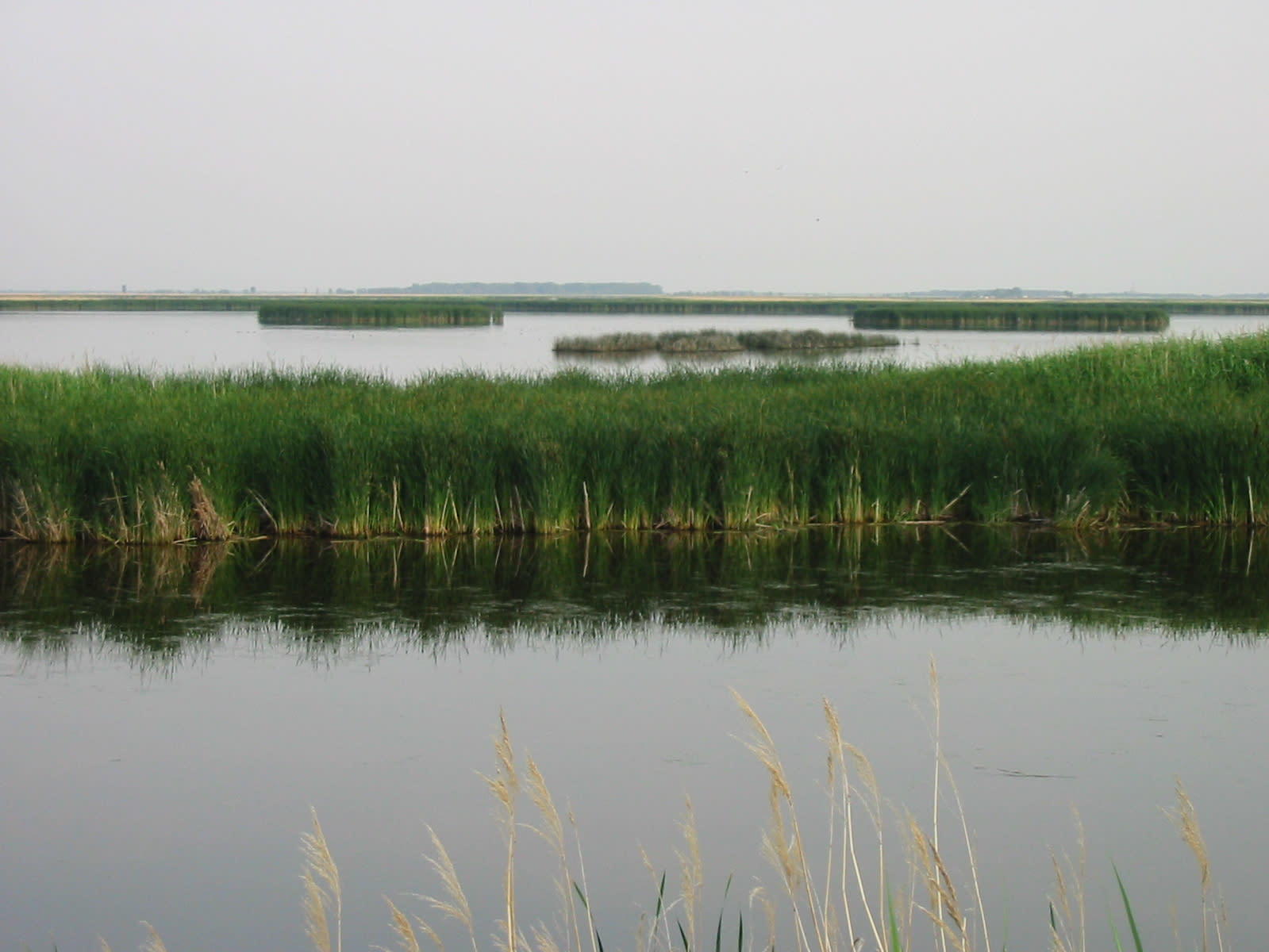 Image showing wetland vegetation growing in the water