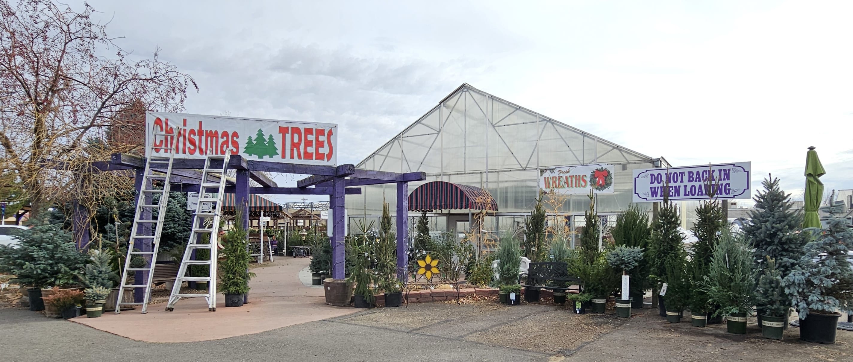 perennials department and rose house are transformed for Christmas trees and decor