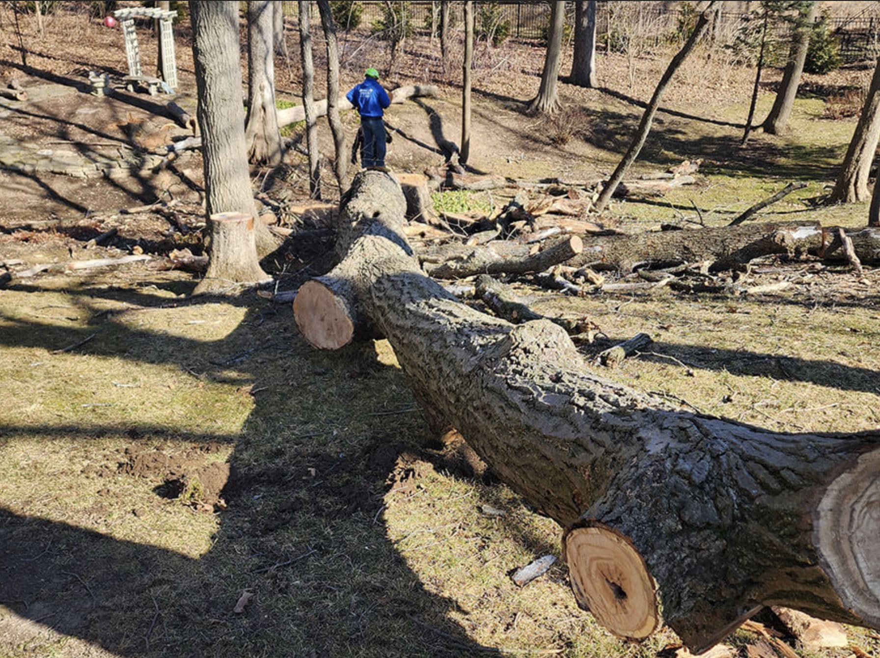 Tree Service Crystal Lake