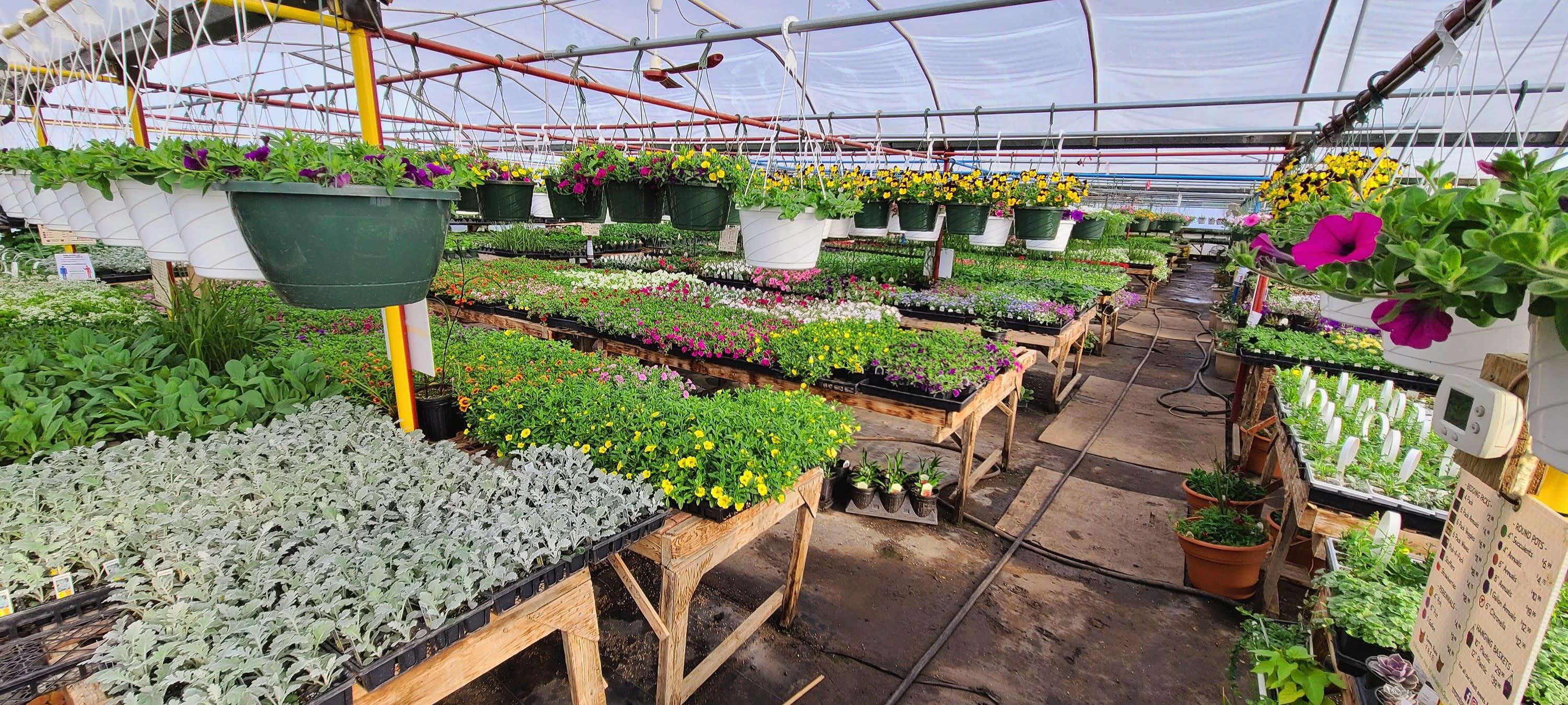 Buy annual flowers in Grande Prairie Alberta