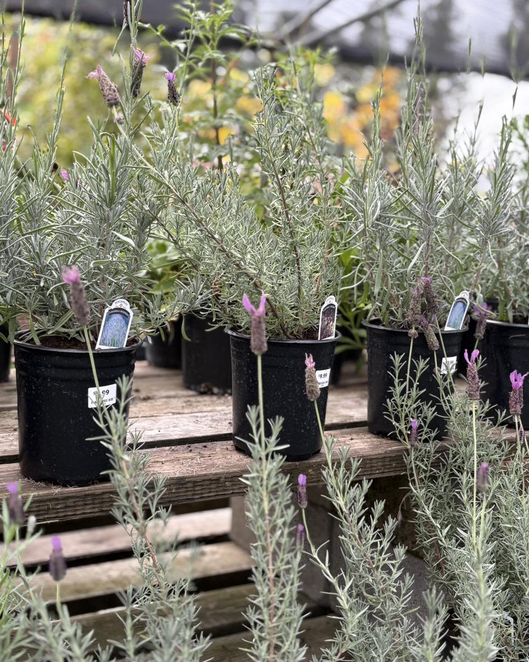 Sparetime Garden Center