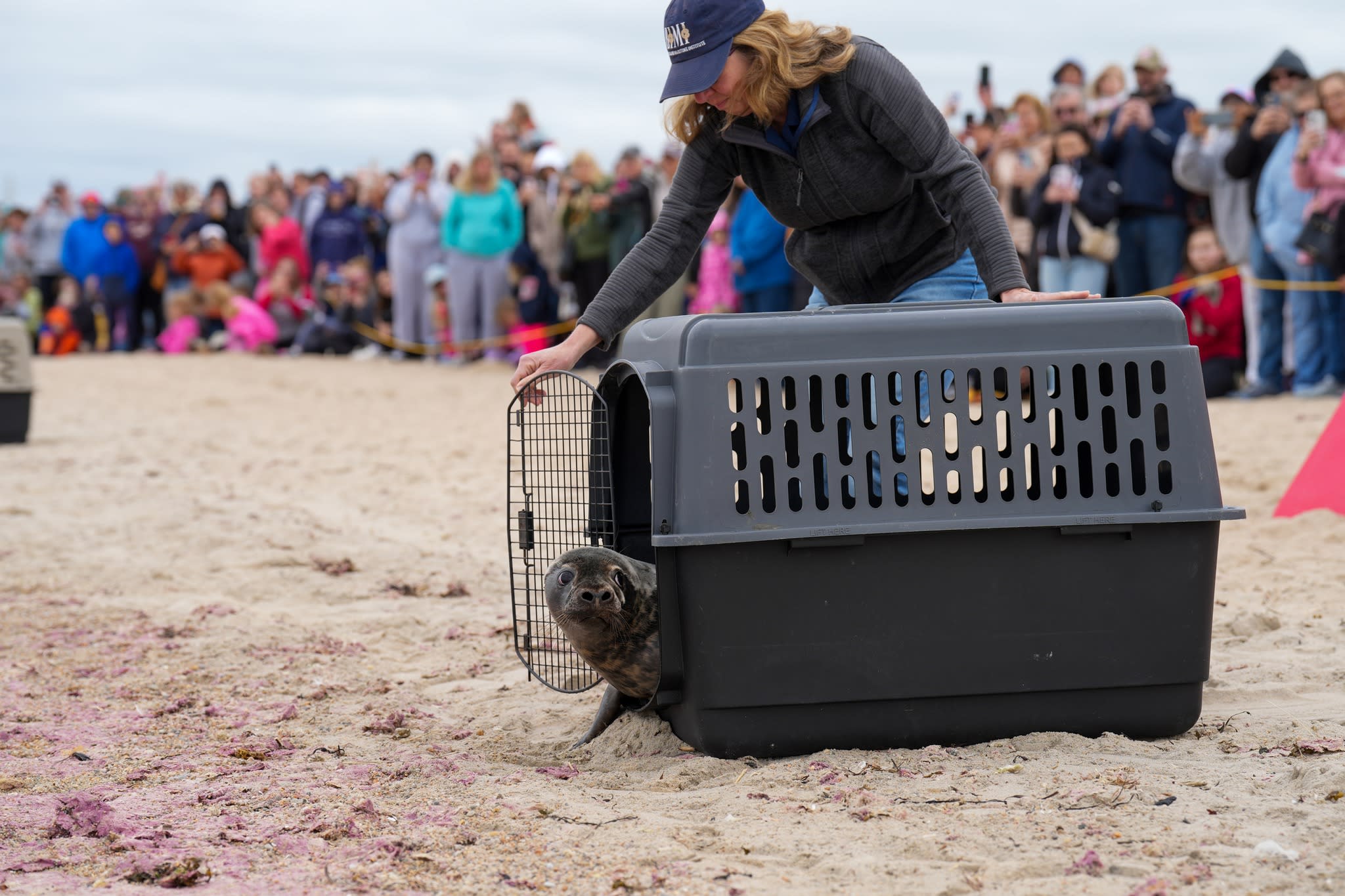 seal-rescue-rehabilitate-mystic-aquarium-connecticut