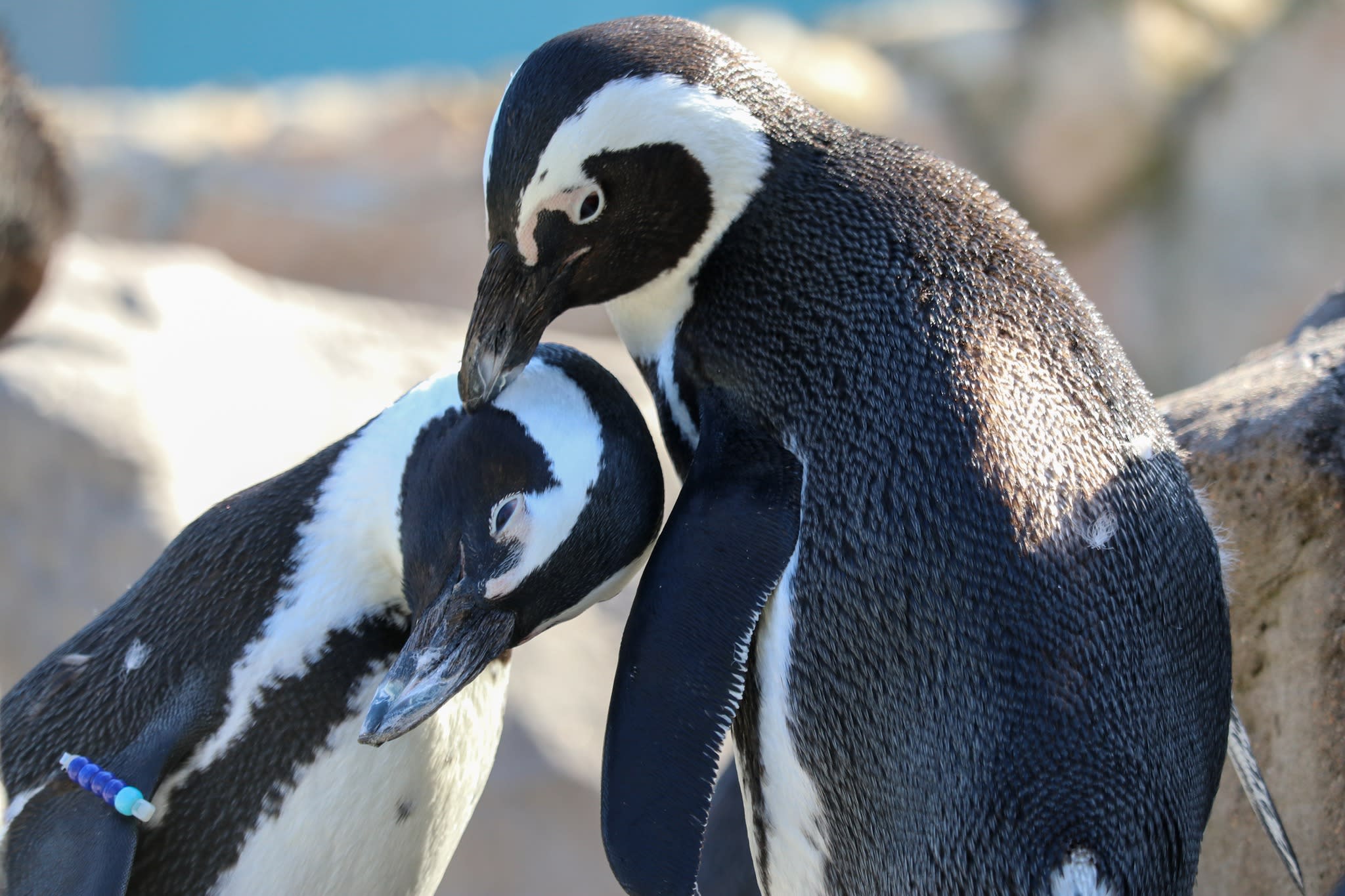 African penguins nuzzle at Mystic Aquarium