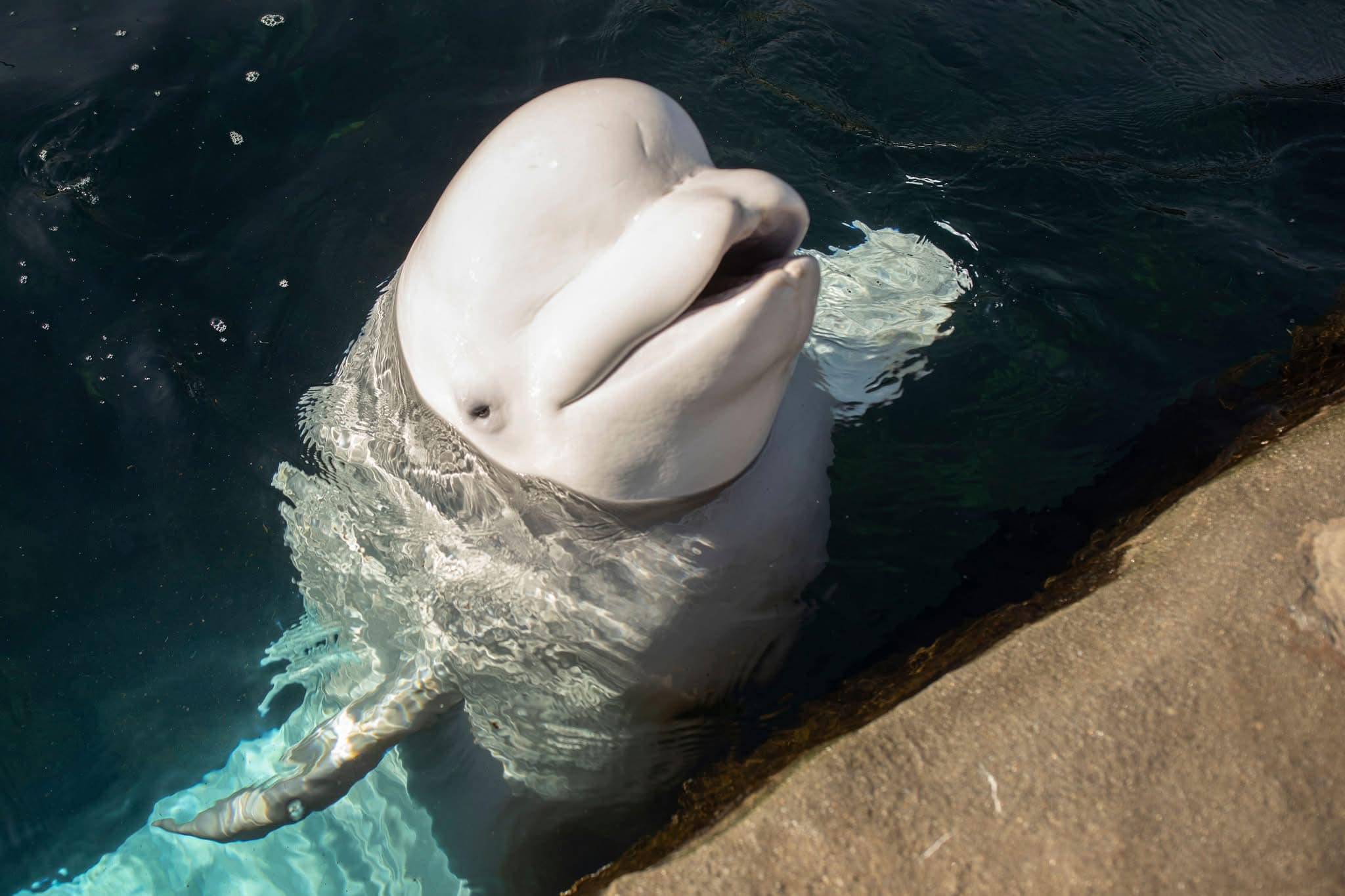 Juno the Beluga whale at Mystic Aquarium