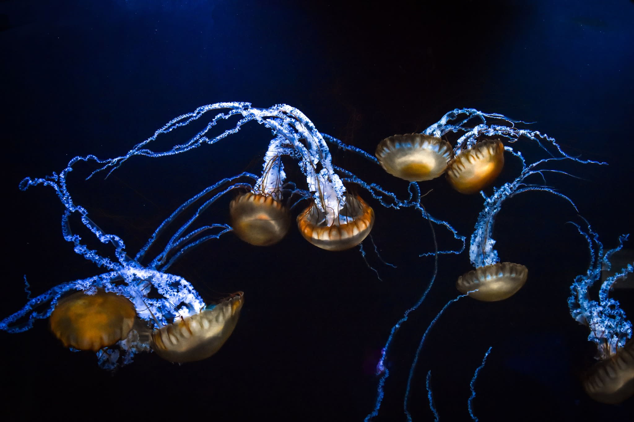 jellyfish floating at Mystic Aquarium