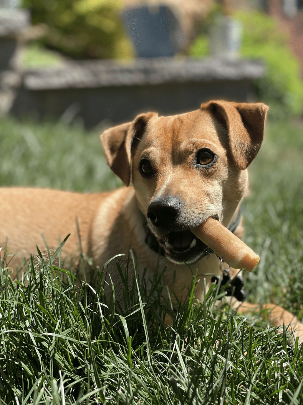 Dog Boarding Facility - Dog Eating