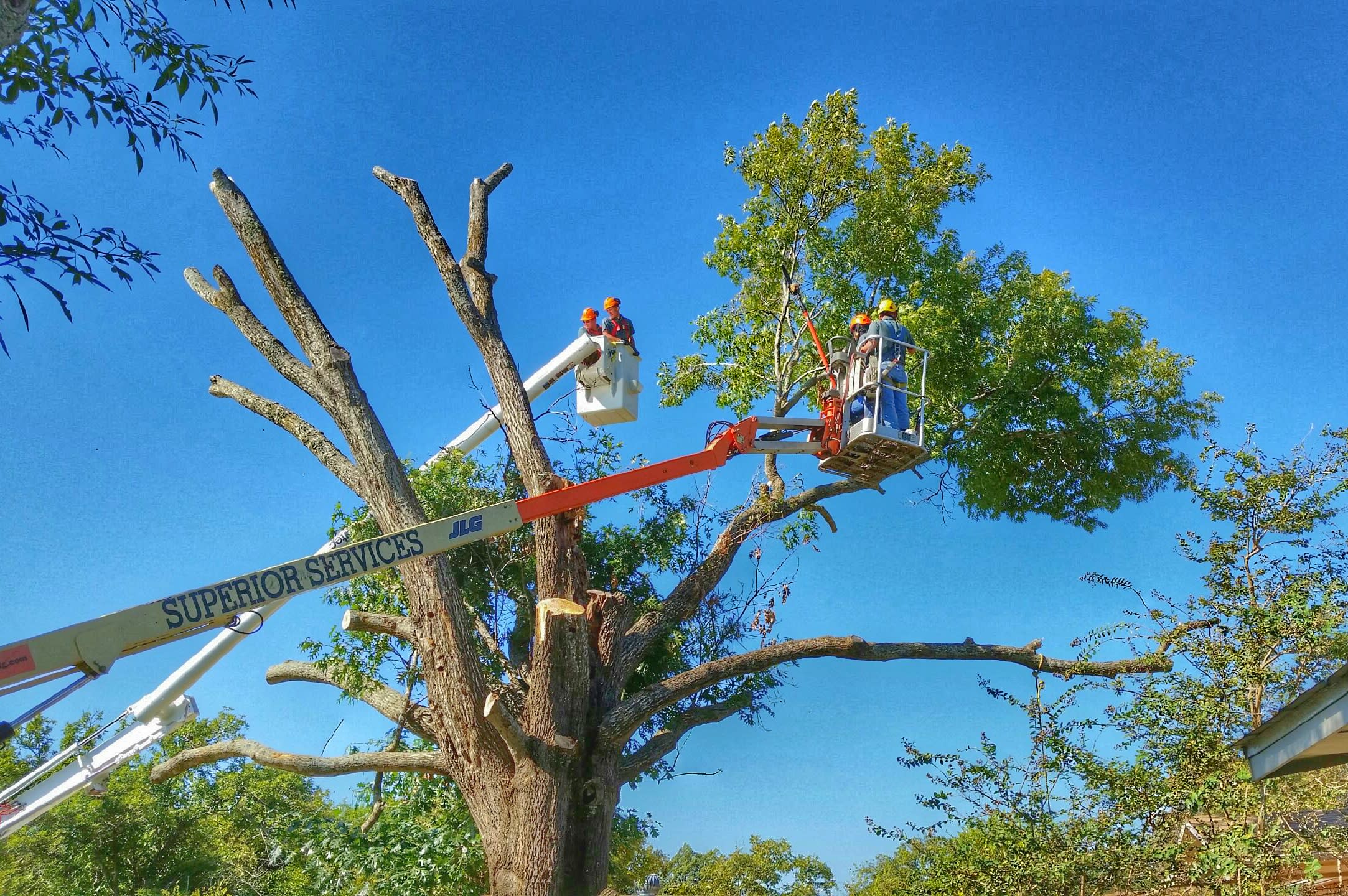 Tree removal with lifts