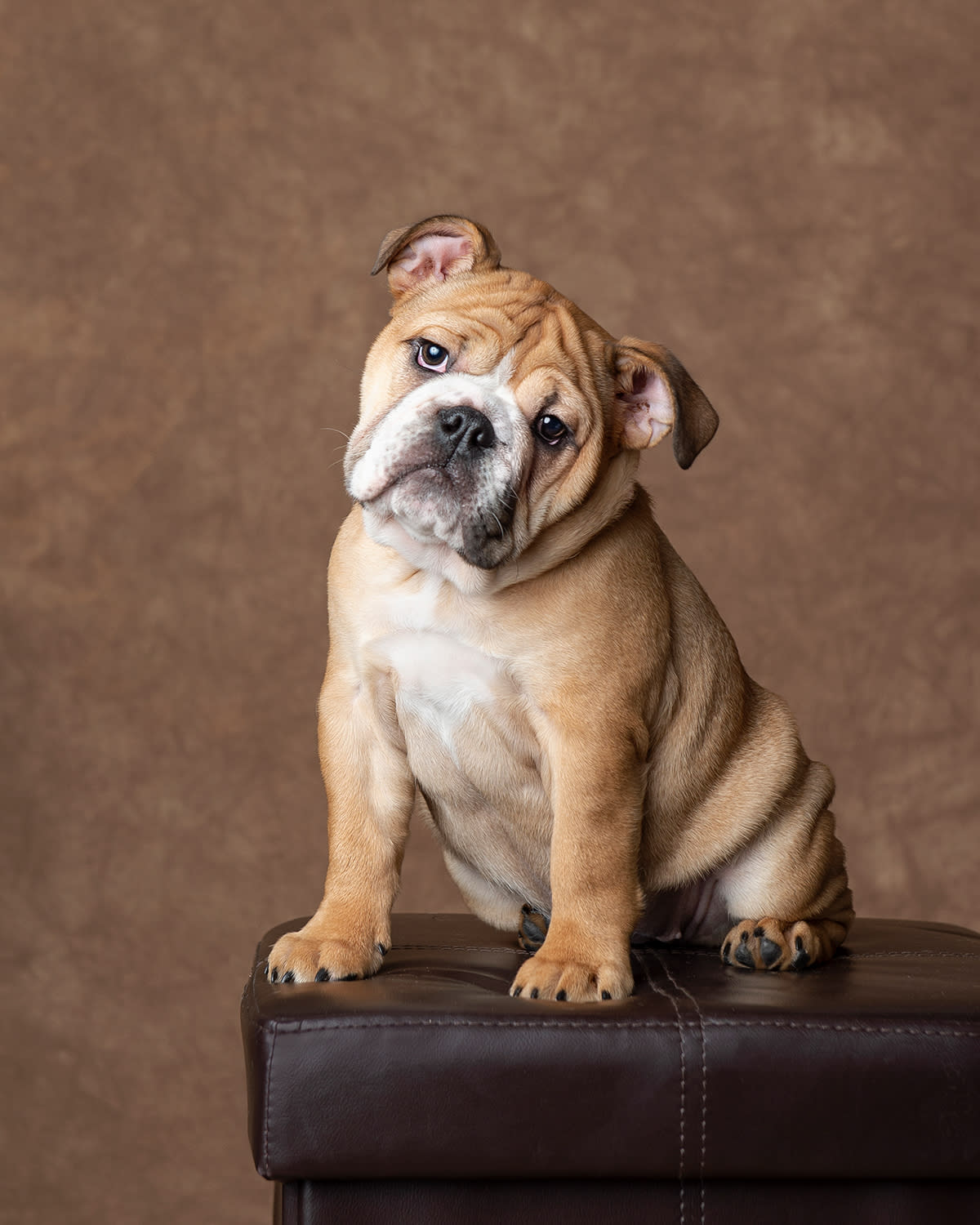 english bulldog puppy studio portrait