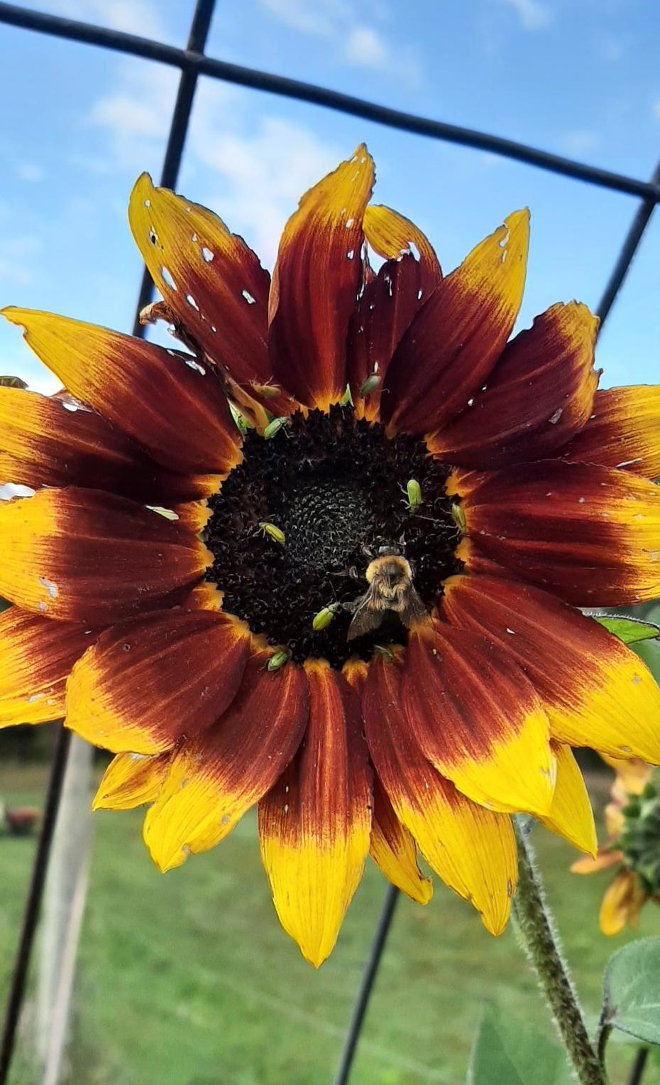 Several bees and pollinators crawl on two-tone sunflower