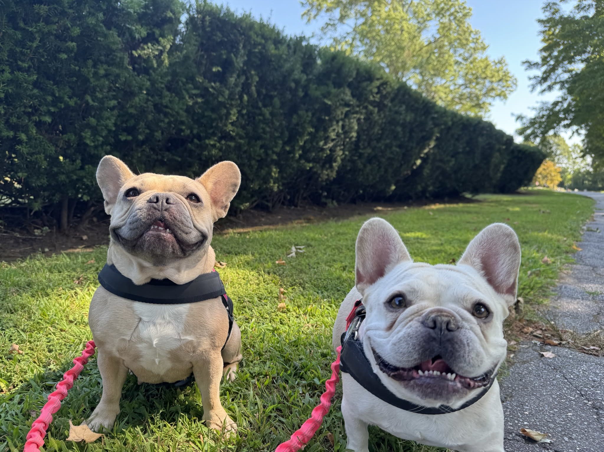 Groton Dog Walking