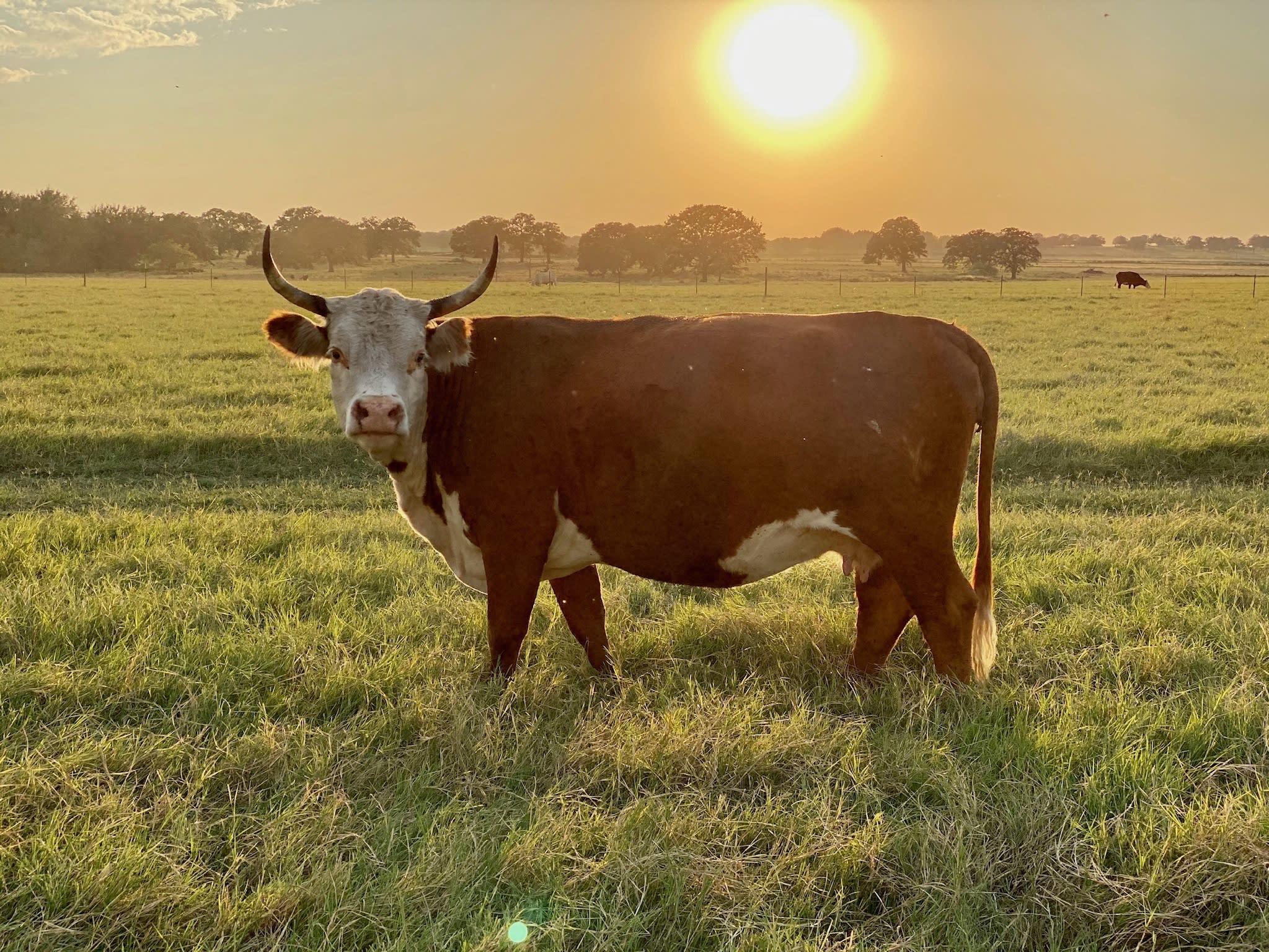 Cow at sunset