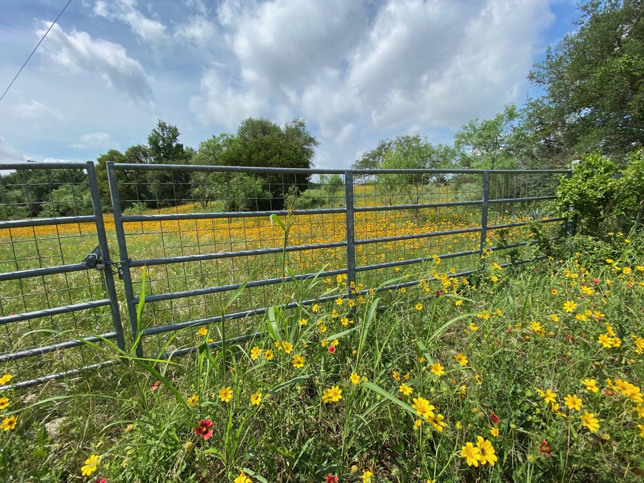 yellow wild flower pasture