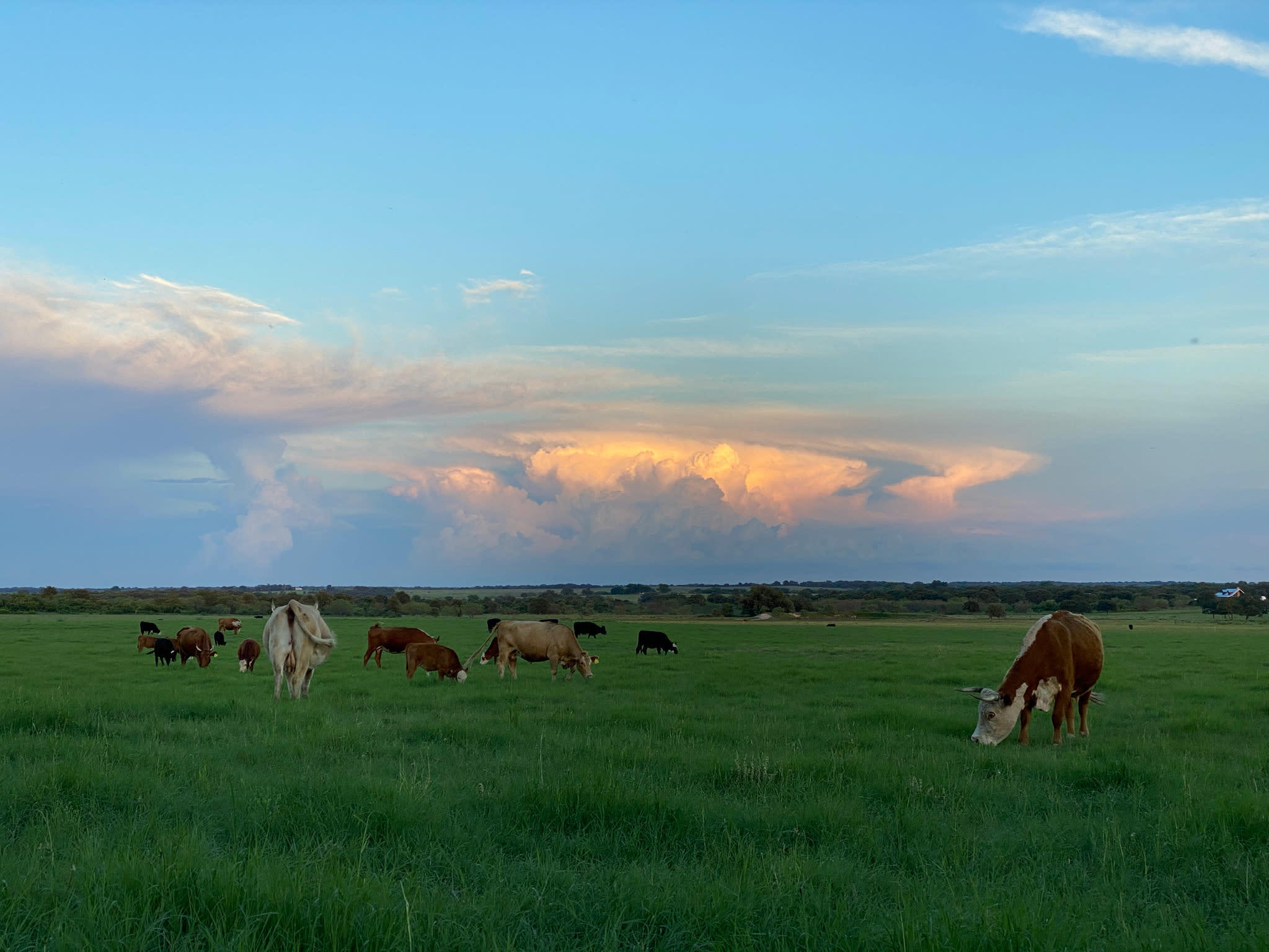 sunrise pretty clouds pasture and cows